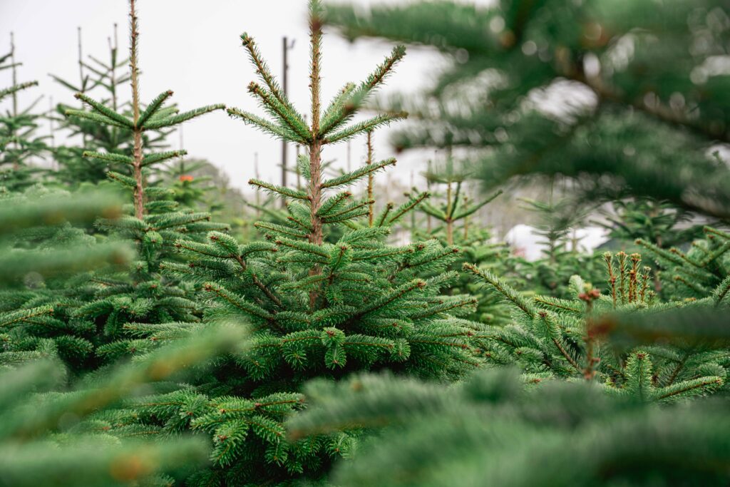 weihnachtsbaum kaufen